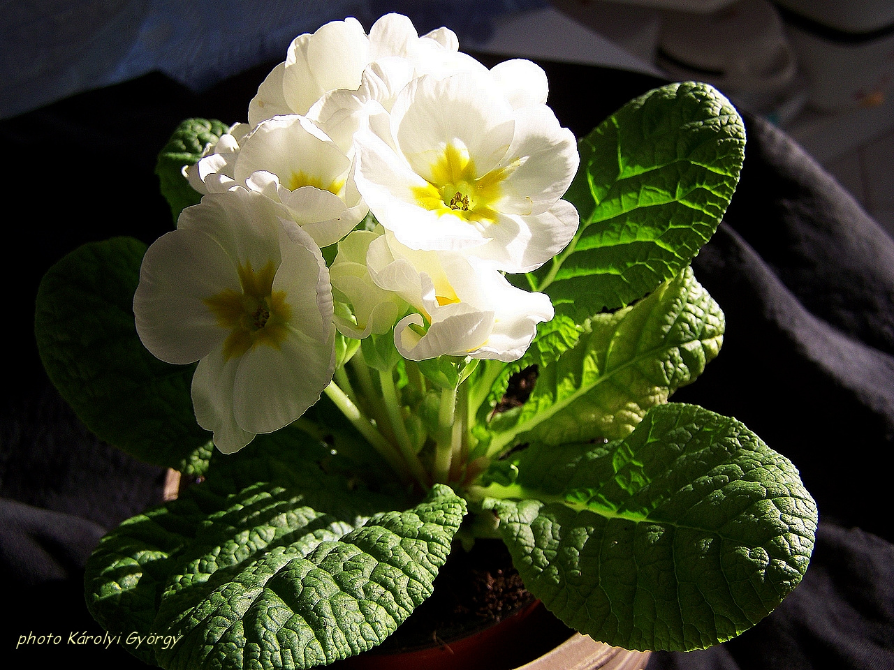 primula, a mosolygós