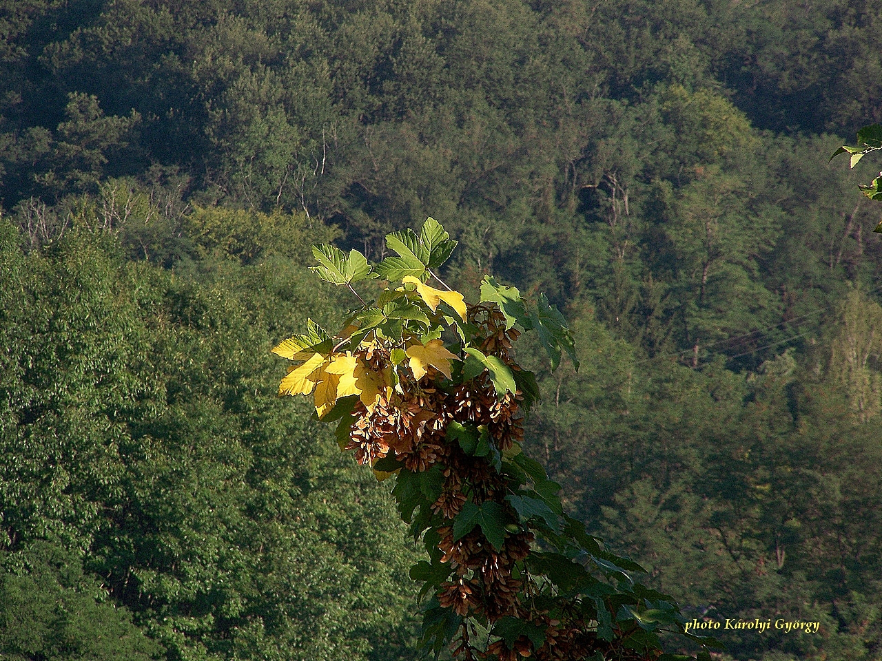 őszi képek, az első levelek augusztusban