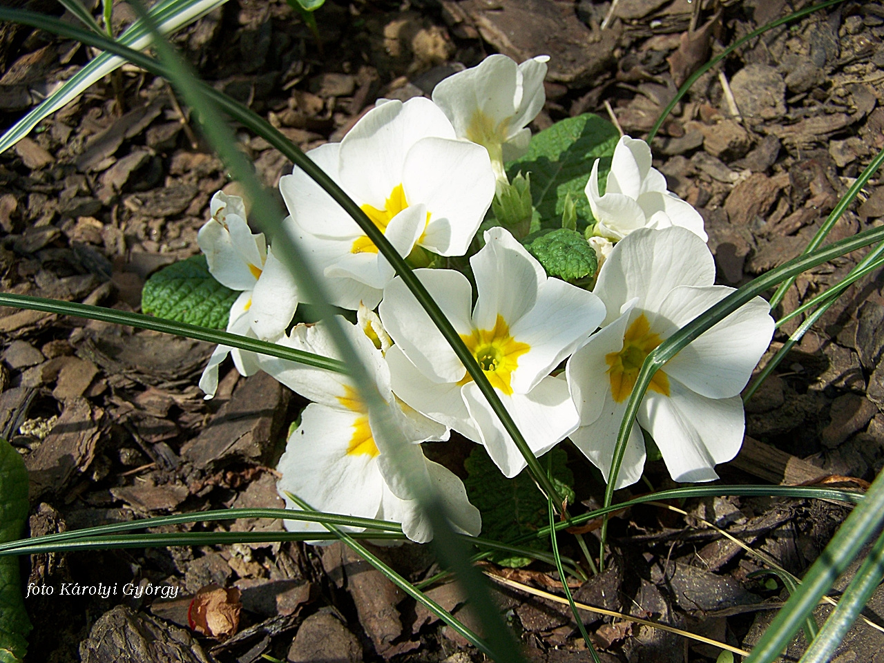 primula, fehérben