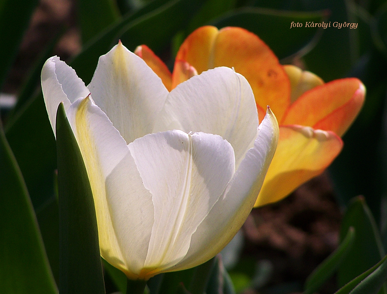 tulipán, fehér és barack