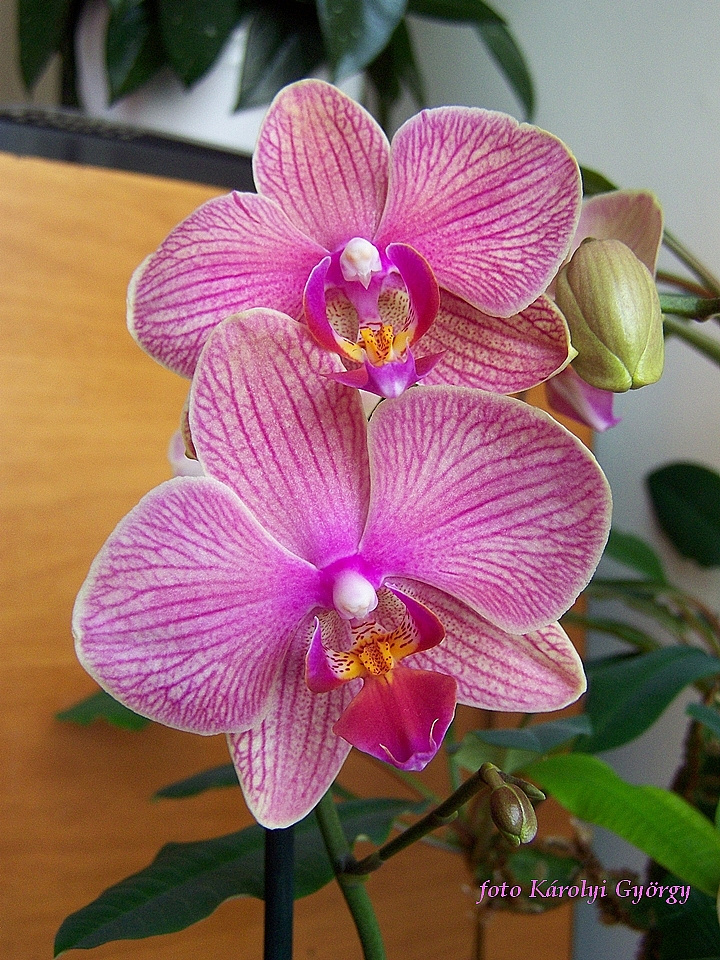 orchidea, függőleges kettő