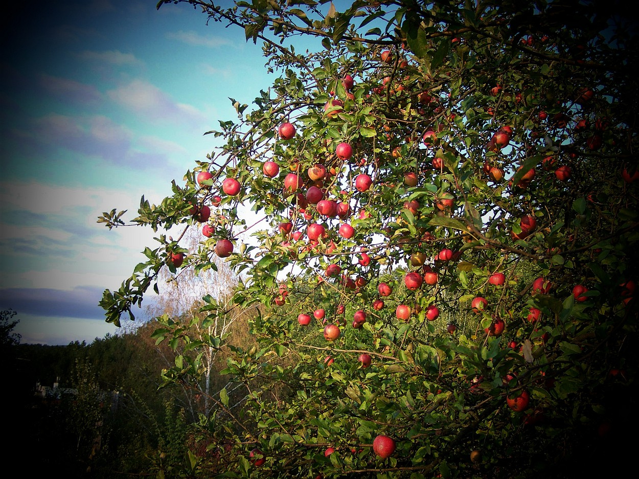 gyümölcsök, almabőség