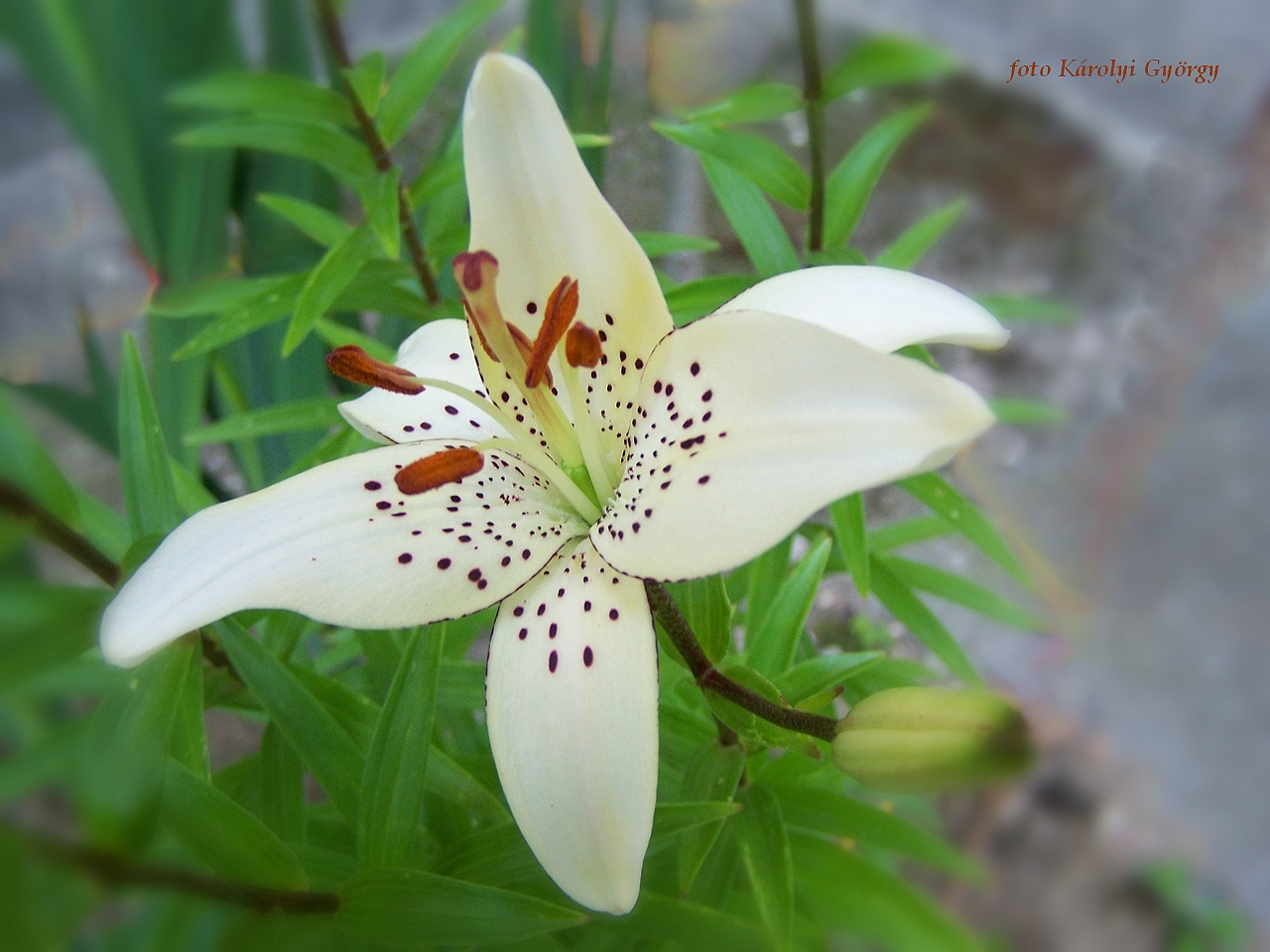 liliom, pettyes fehér