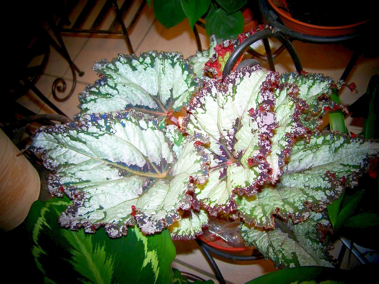 különleges növények, begónia rex levelei