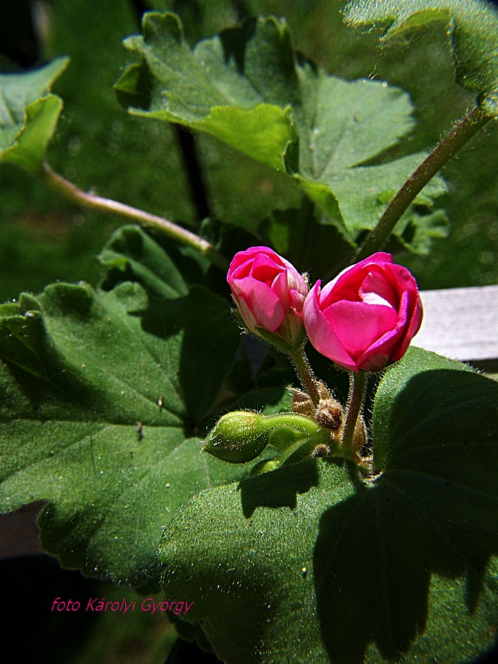 muskátli, pink-bimbók