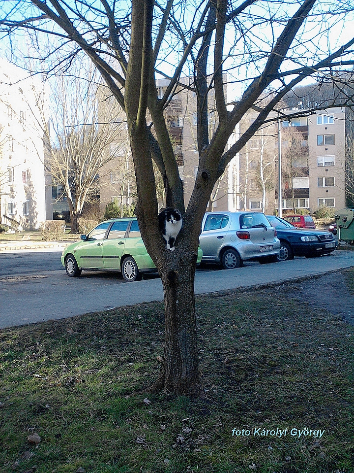 Besztercei képek, macska a fán