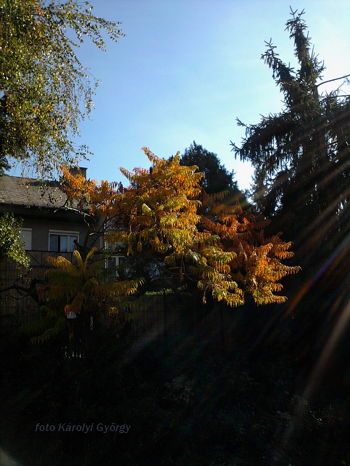 őszi színek, őszelő a Besztercén