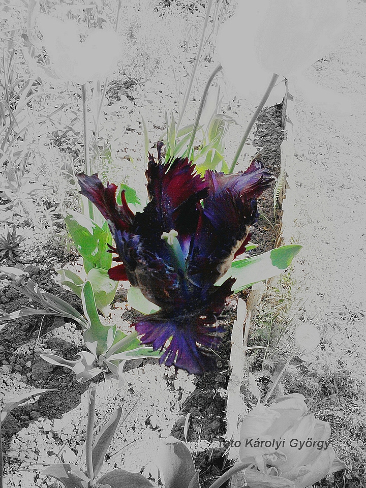 tulipán, feketéző