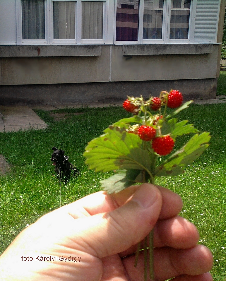 életképek, telepi szamócázás