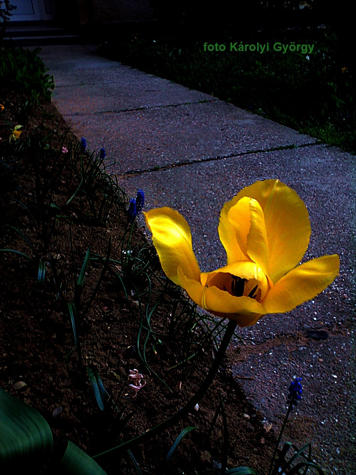 tulipán, a járda mellett