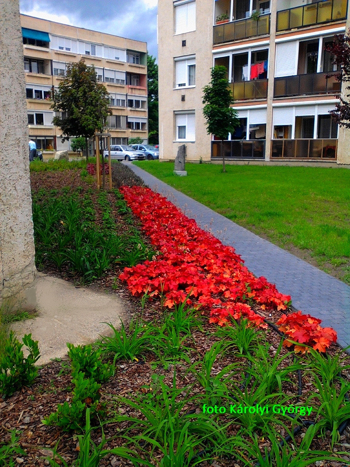 Besztercei képek, színek a parkban