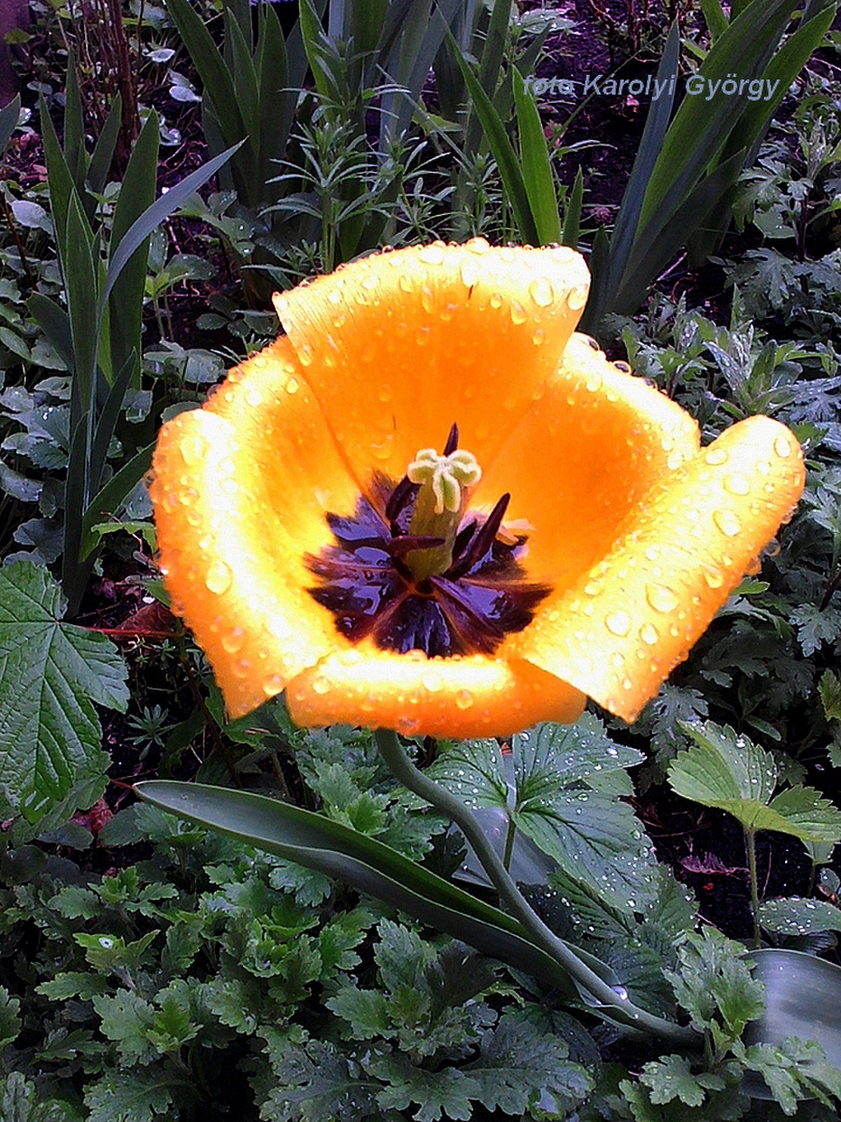 tulipán, májusi esőben