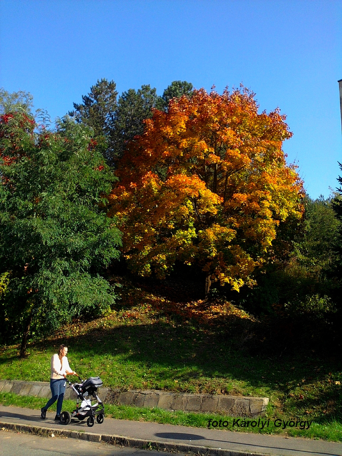 őszi színek, mindíg az elsők között