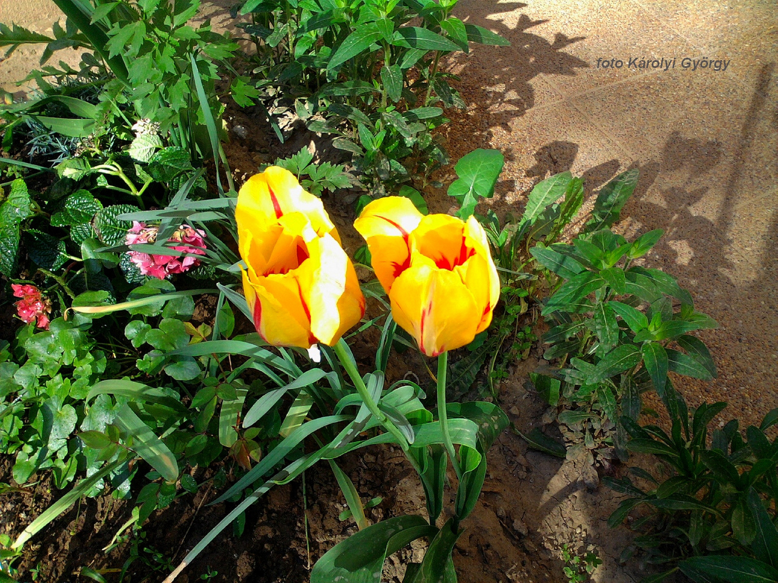 Besztercei képek, Sebaji virágok