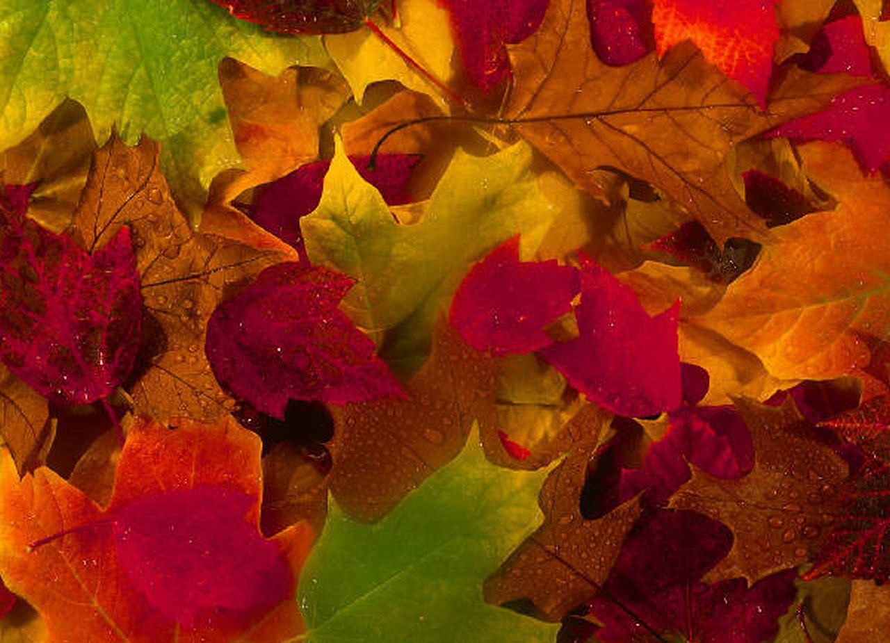 őszi színek, besztercei levelek