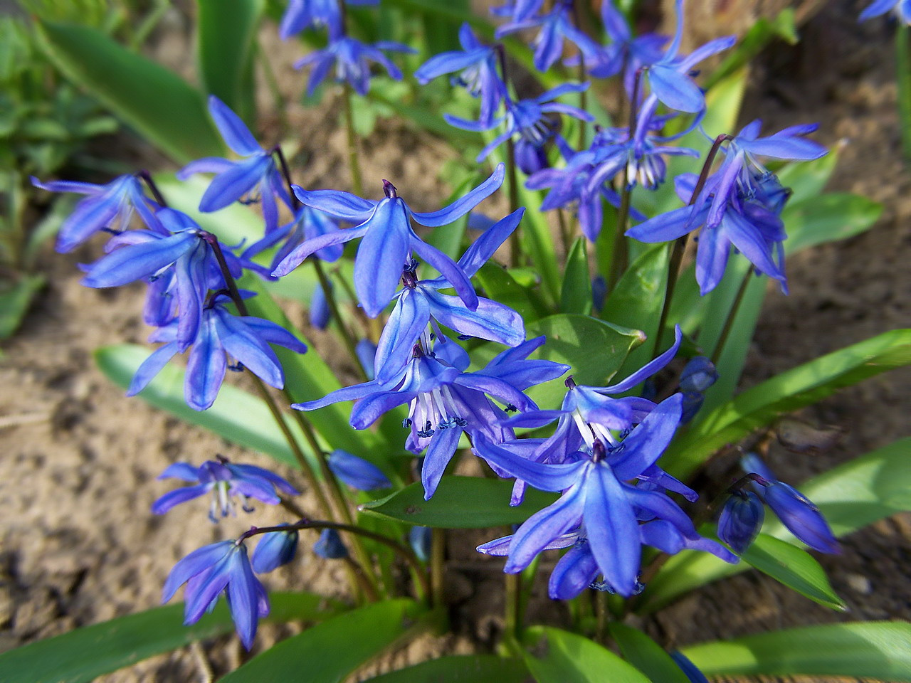 különleges növények, kék csoport
