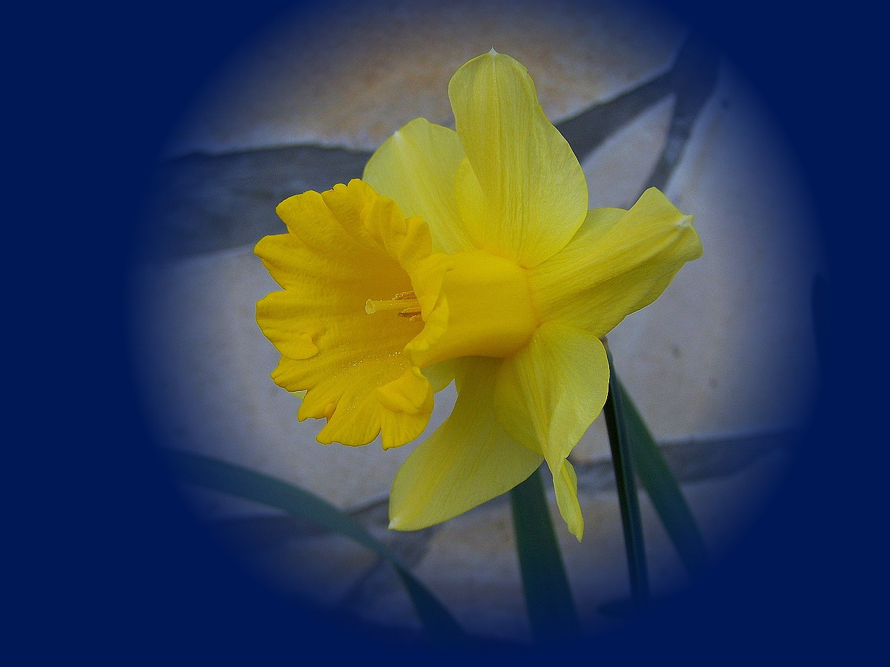 nárcisz, sárga-profil
