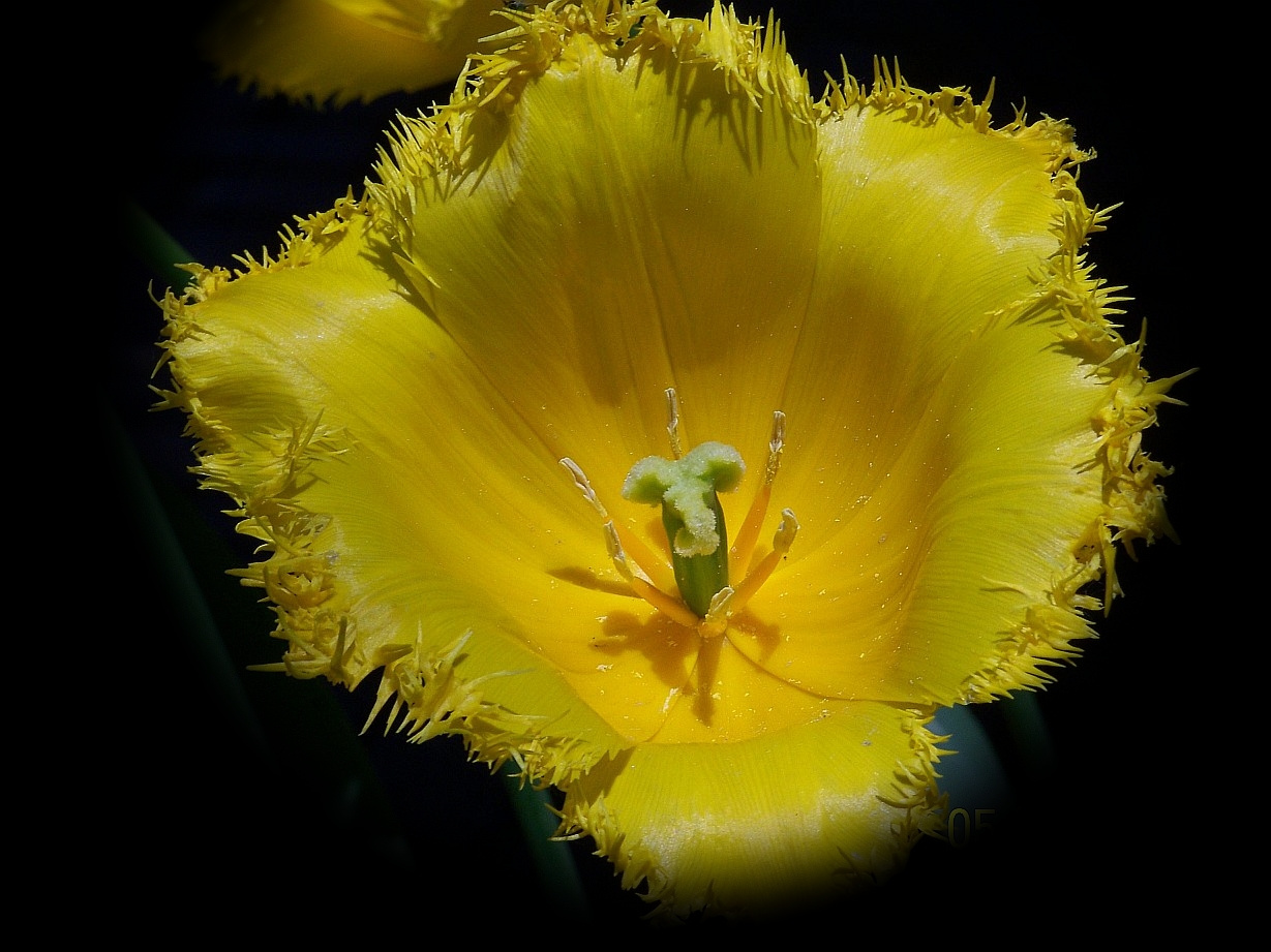 tulipán, a rojtos sárga napozik