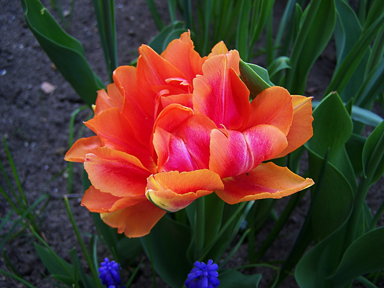 tulipán, a szineket lehet látni, az illatot nem