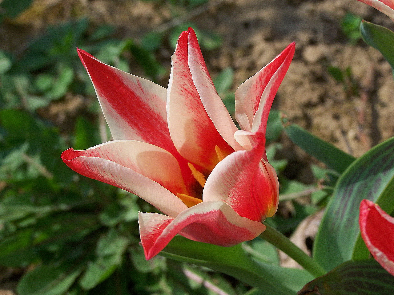 tulipán, egy szép fej