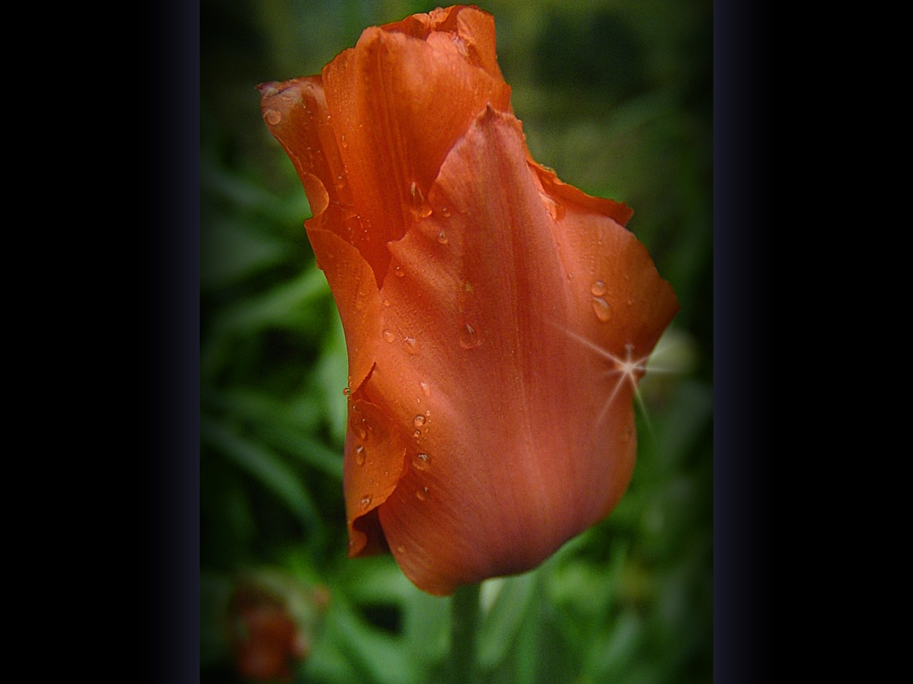tulipán, elázva 1
