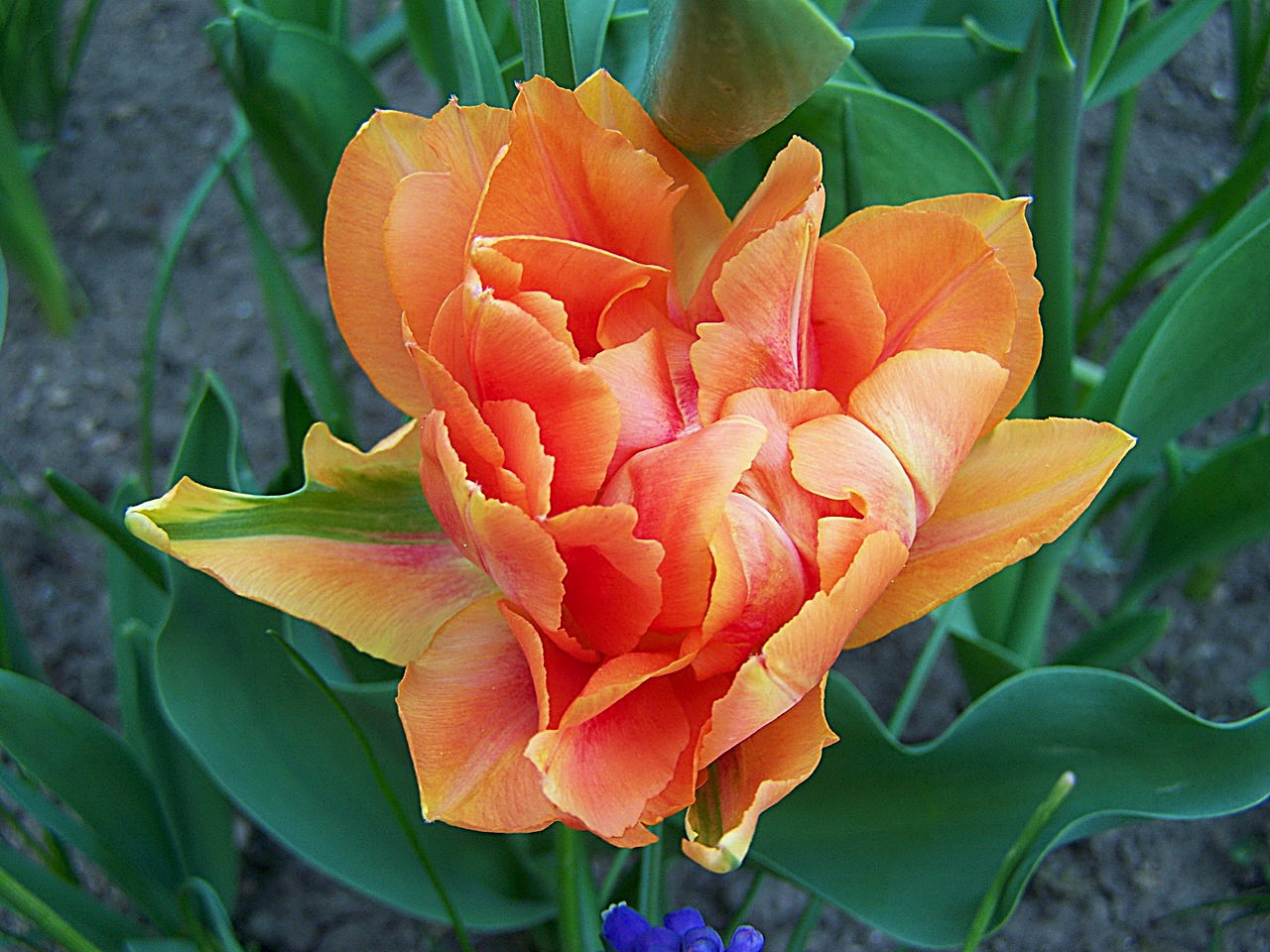 tulipán, fanta-színű