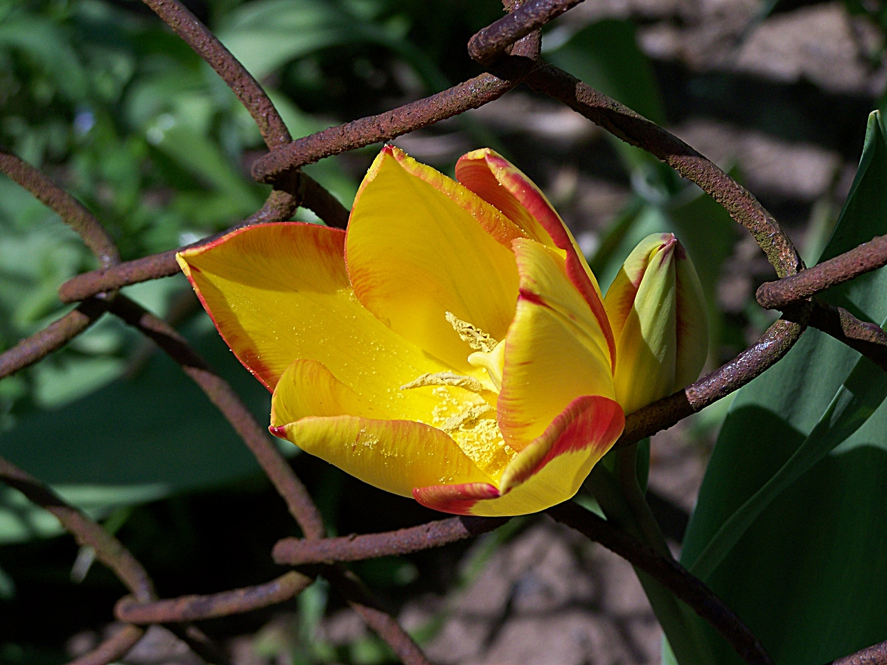 tulipán, kiváncsi Fáncsi