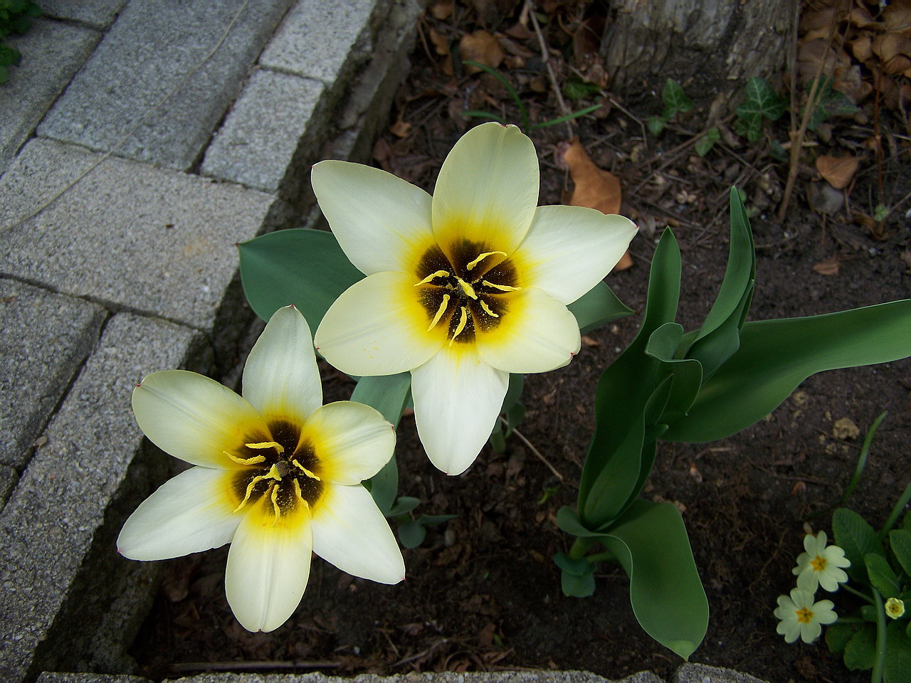 tulipán, nyílt lapokkal