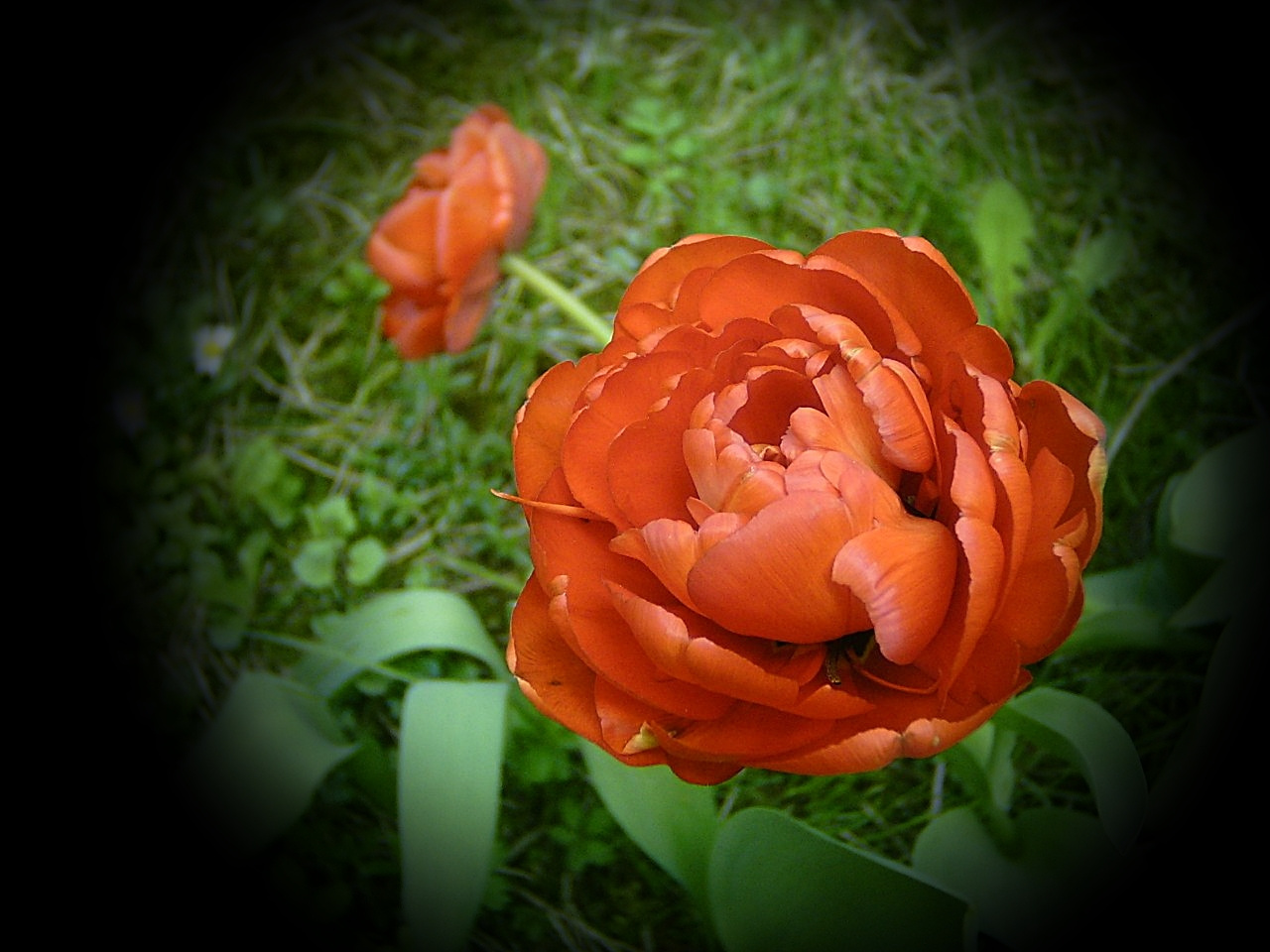 tulipán, piros rózsatulipán