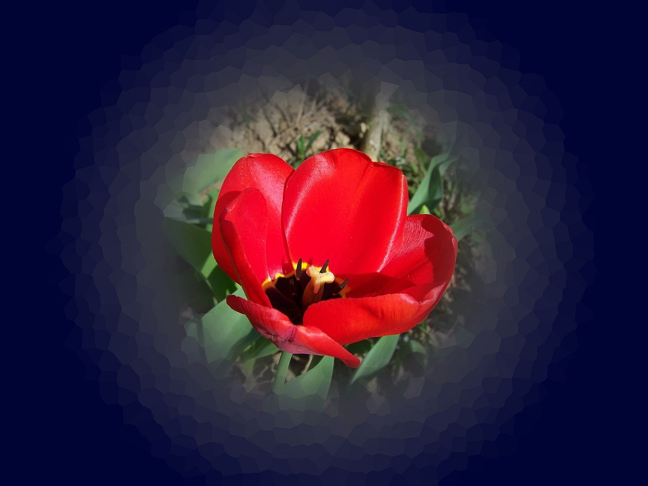 tulipán, piros-lényeg