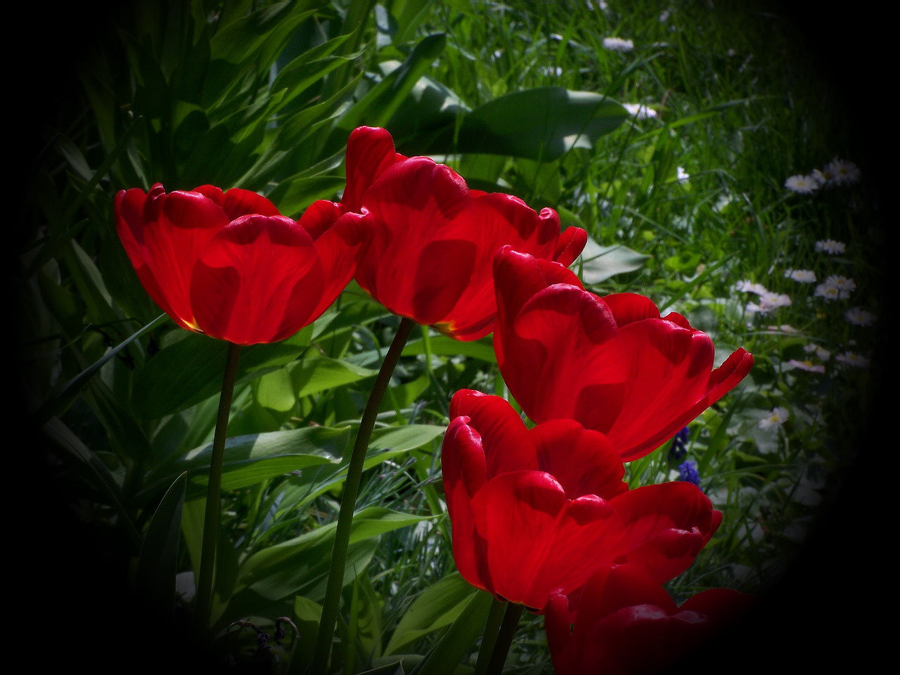 tulipán, kikukkantók