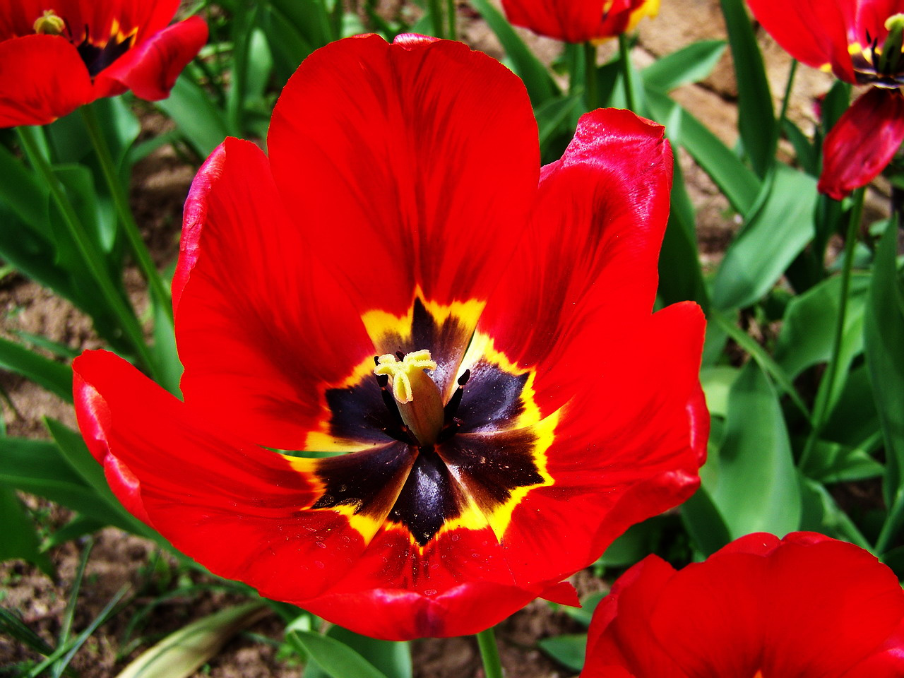 tulipán, vágyakozás