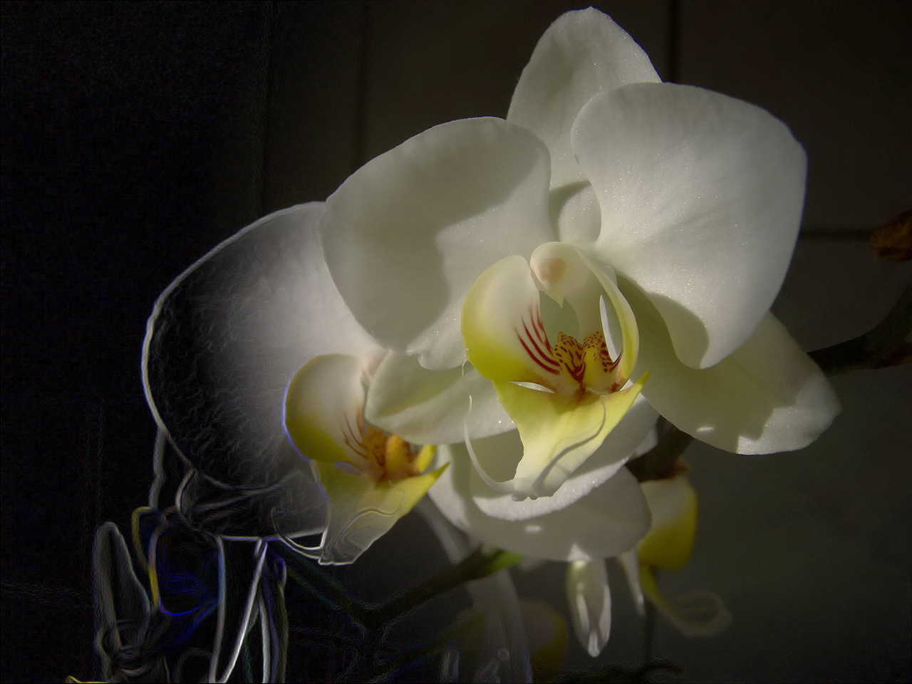 orchidea, sorban az első
