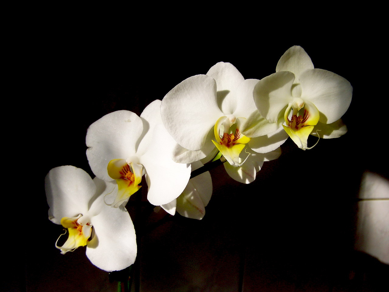 orchidea, testvérek