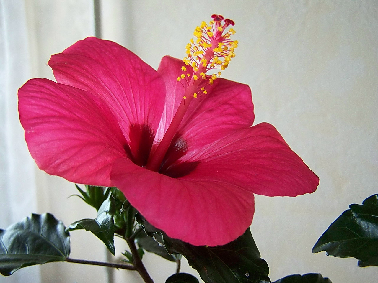 hibiszkusz, parabola