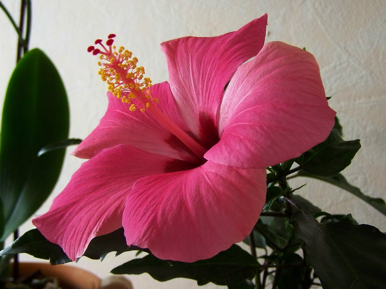 hibiszkusz, a napra forduló