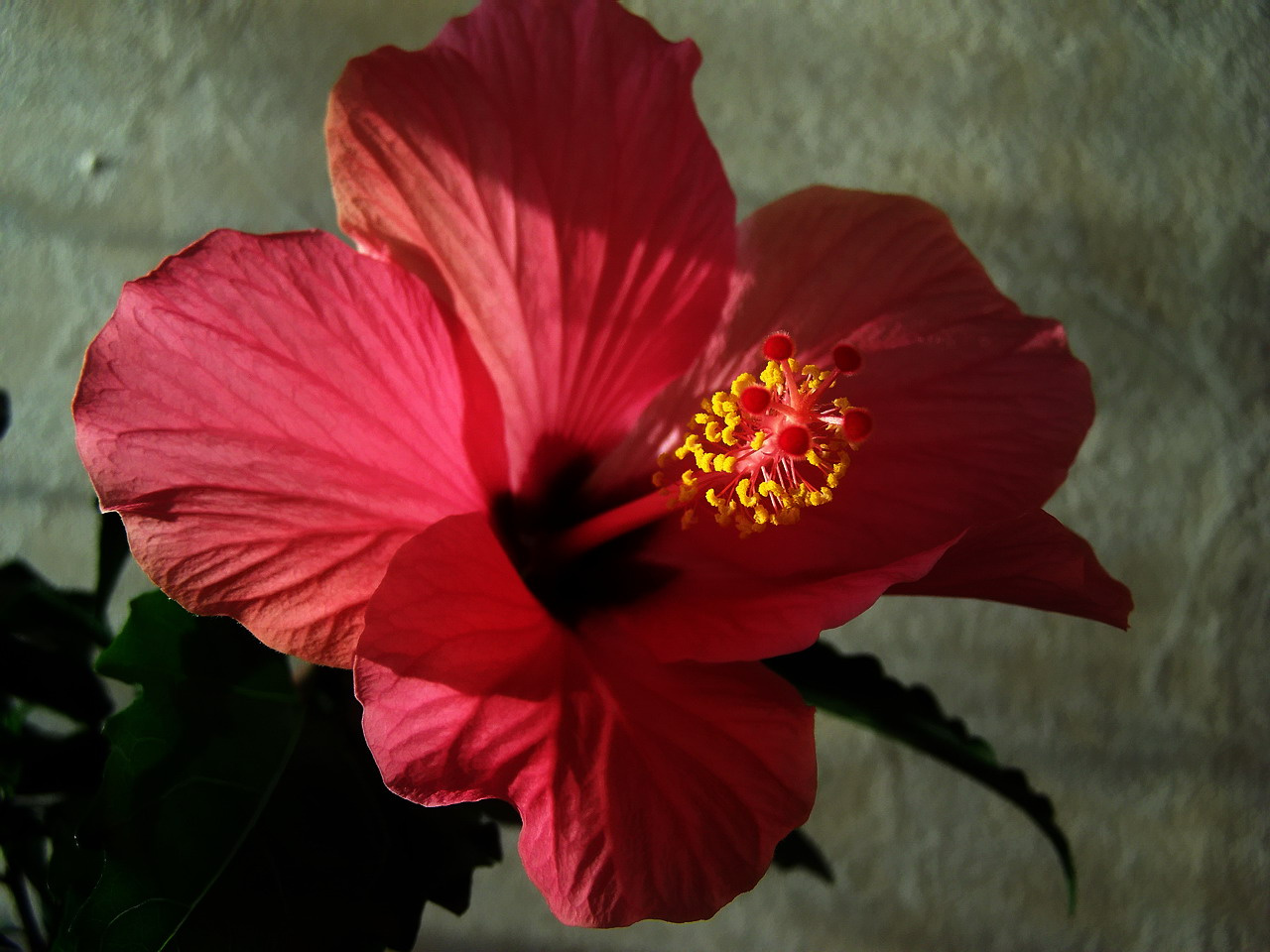 hibiszkusz, különleges fényekben