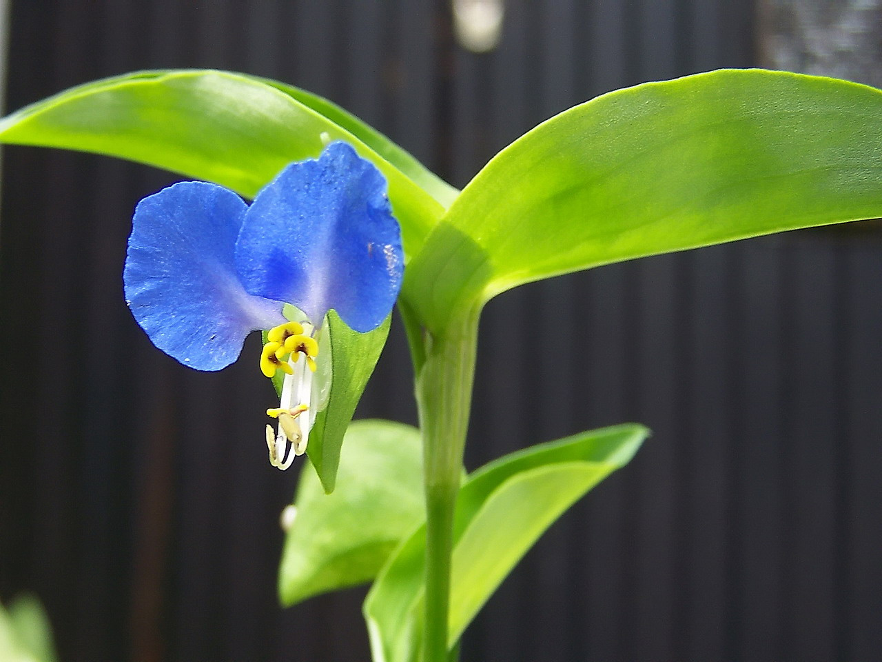 különleges növények, nagyon kicsi és kék pletyka