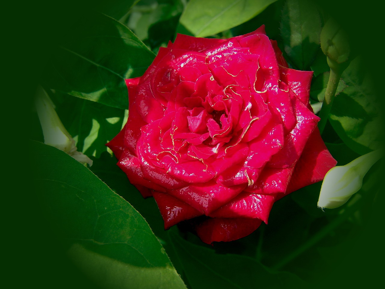 rózsa, esőáztatta piros