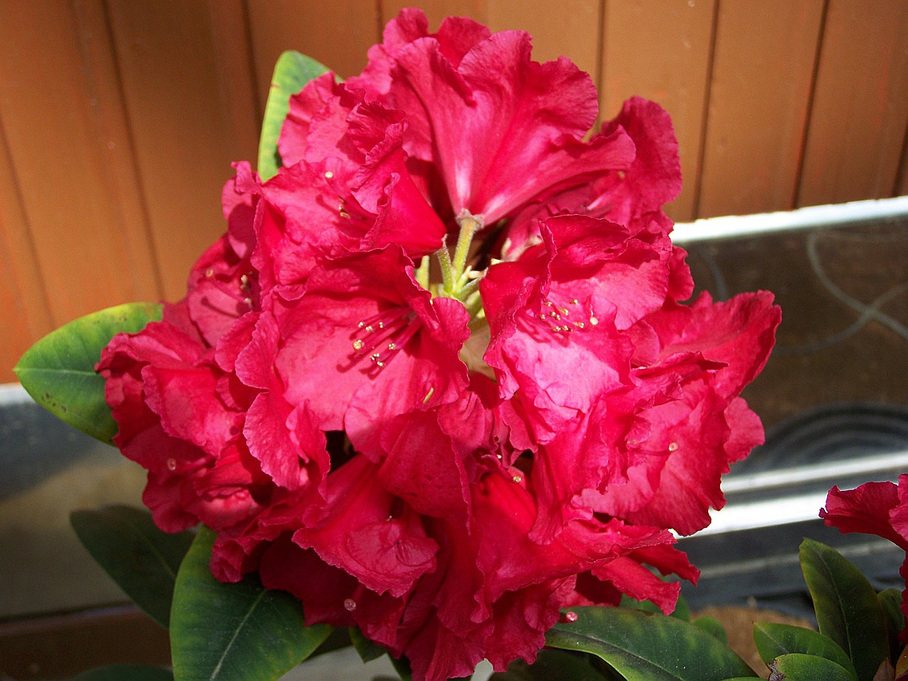 rhododendron, egy nyílt virága