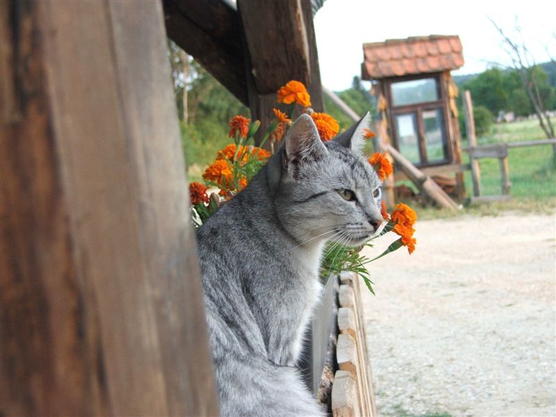 Cat from the farm