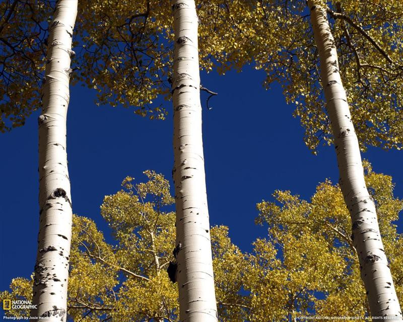 aspen-trees-011pc08tad1jhe173-xl (Medium)