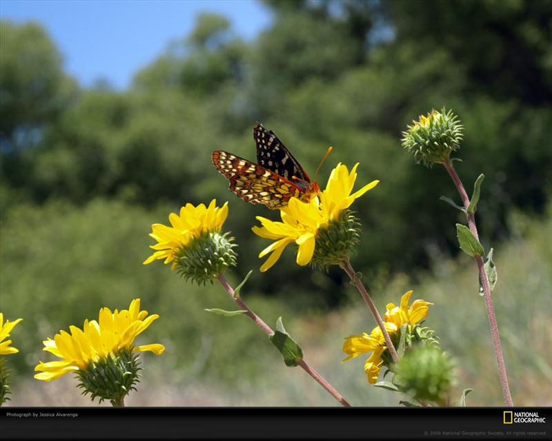 butterfly-yellow-flowers-pc08cad1jal054-xl (Medium)