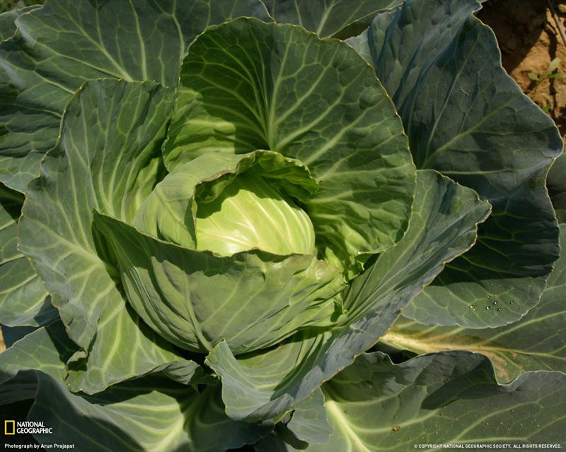 cabbage-india-xl (Medium)