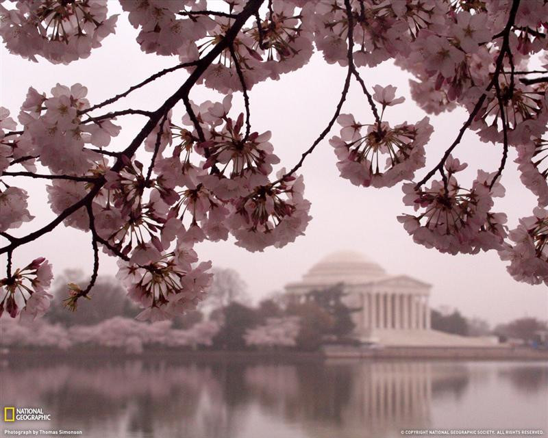 cherry-blossoms-jefferson-memorial-xl (Medium)