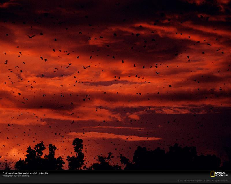 fruit-bats-zambia-1064381-xl (Medium)