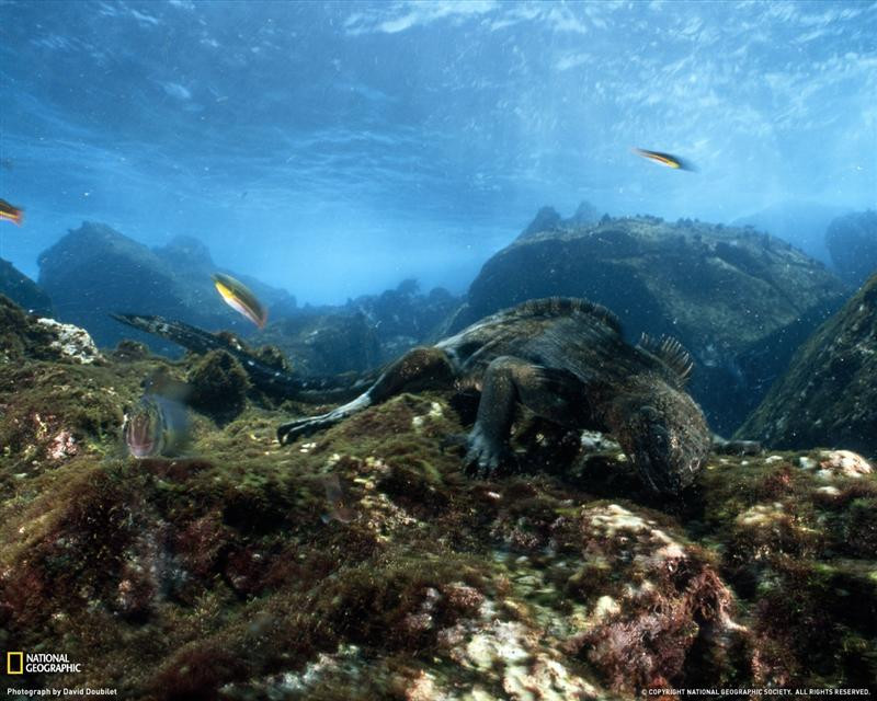 galapagos-undersea-xl (Medium)