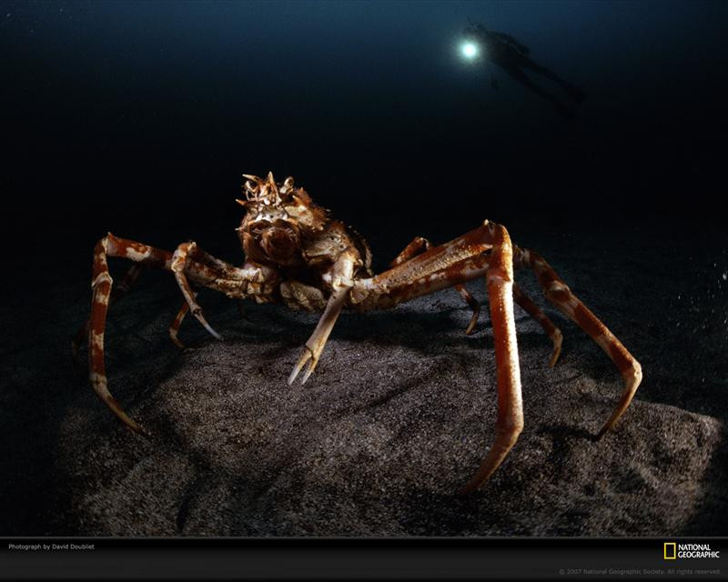 giant-spider-crab-418877-xl (Medium)