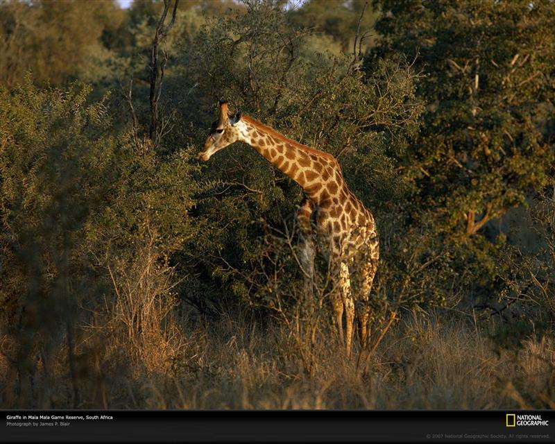 grazing-giraffe-south-africa-249230-xl (Medium)