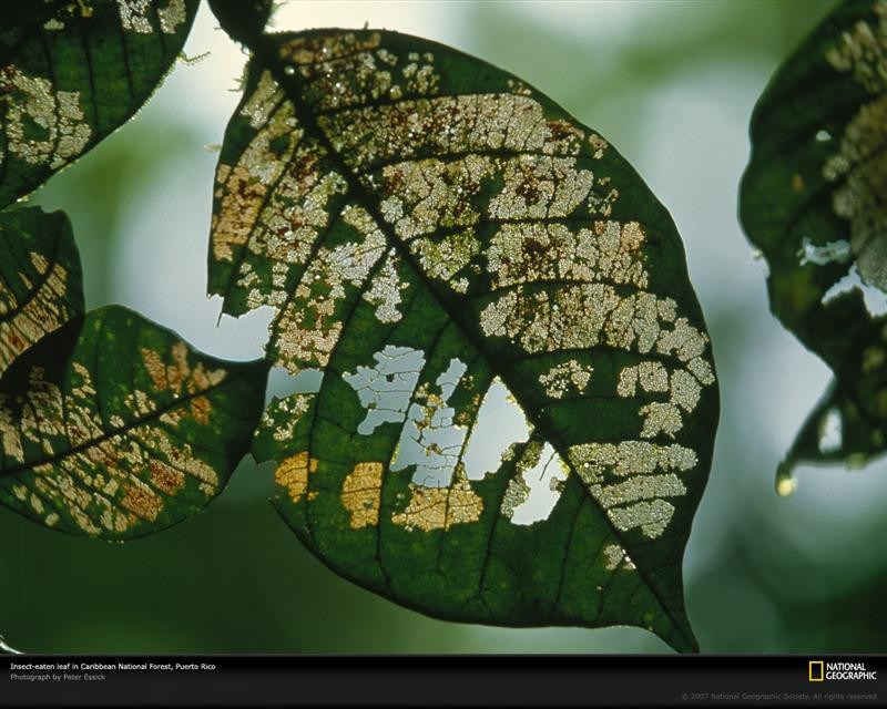 leaf-puerto-rico-746438-xl (Medium)